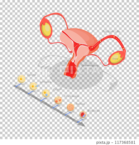 3D Isometric Flat Illustration of Ovulation, Fertilization Implantation, Embryo Development 3D Isometric Flat Illustration of Ovulation, Fertilization Implantation, Embryo Development 117368581