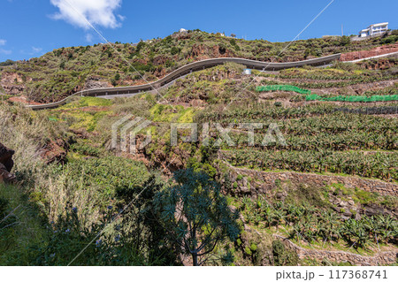 Banana groves around the town of Calheta on the island of Madeira Banana groves around the town of Calheta on the island of Madeira 117368741