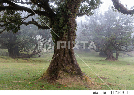 Magical Fanal Laurel Forest on the island of Madeira 117369112