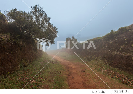 Magical Fanal Laurel Forest on the island of Madeira 117369123