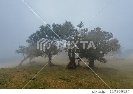 Magical Fanal Laurel Forest on the island of Madeira 117369124
