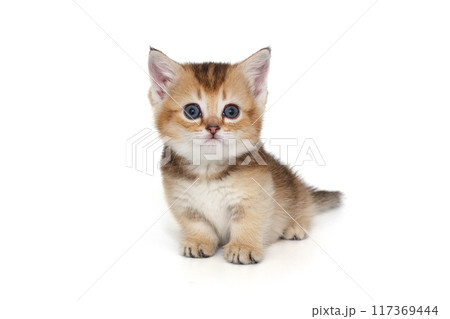 Small Scottish kitten with short legs. 117369444