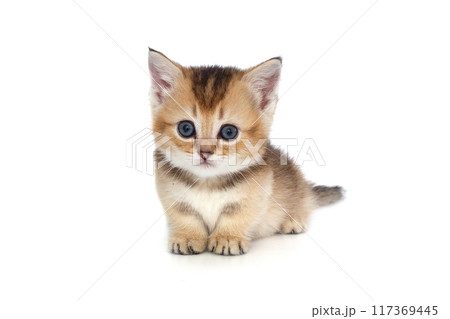 Small Scottish kitten with short legs. 117369445