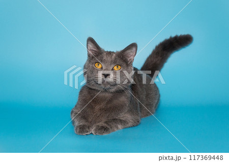 Grey British cat with yellow eyes Grey British cat with yellow eyes 117369448
