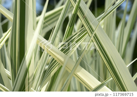 葉模様 自然の造形 葉模様 自然の造形 117369715