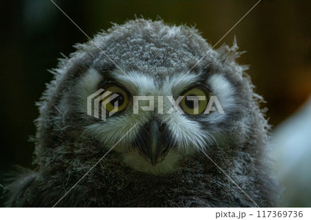 Surprised juvenile snowy owl with open mouth. Polar or white owl chick (Bubo scandiacus) Surprised juvenile snowy owl with open mouth. Polar or white owl chick (Bubo scandiacus) 117369736