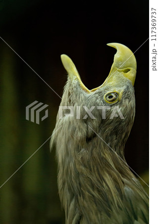 Portrait of White-tailed eagle (Haliaeetus albicilla) Portrait of White-tailed eagle (Haliaeetus albicilla) 117369737