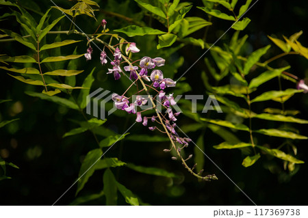 classic purple flowers in hanging racemes. classic purple flowers in hanging racemes. 117369738
