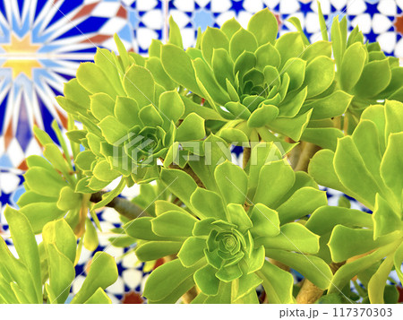 Aeonium on a tile background, flower background 117370303