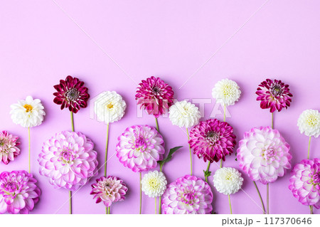Colorful autumn flower background of flowers dahlias. Floral Greeting card. Nature trendy decorative design. Nature concept. Flat lay. 117370646