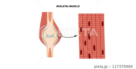 Skeletal muscle tissue Skeletal muscle tissue 117370989