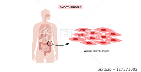 Smooth muscle tissue Smooth muscle tissue 117371002