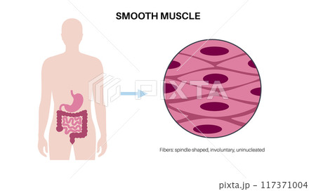 Smooth muscle tissue 117371004