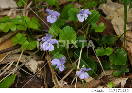 北海道礼文島で見た淡紫色の花が綺麗なアイヌタチツボスミレ 117371126