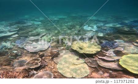 サンゴの白化現象 沖縄県名護湾 117371202