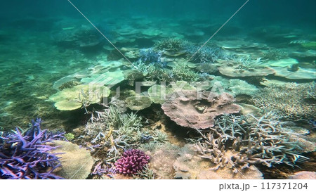 サンゴの白化現象 沖縄県名護湾 117371204