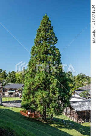 東大寺二月堂の良弁杉 117371234