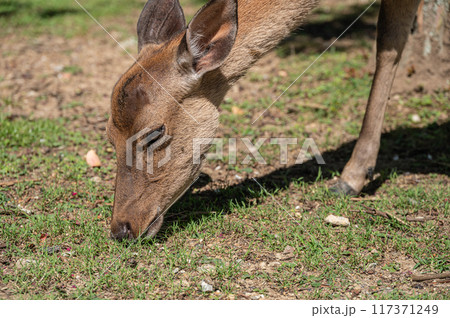 草を食べる鹿　東大寺境内 117371249