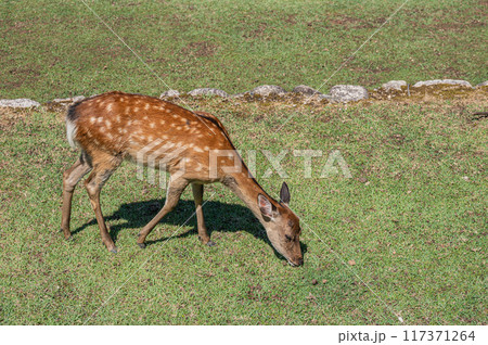 若草山山麓の鹿 若草山山麓の鹿 117371264