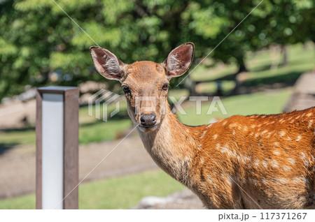 若草山山麓の鹿 上半身アップ 若草山山麓の鹿 上半身アップ 117371267
