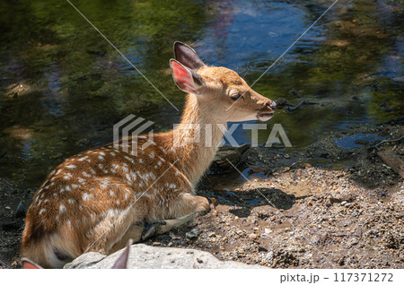 小川で涼む鹿 奈良公園 小川で涼む鹿 奈良公園 117371272