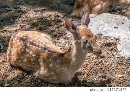 小川で涼む鹿　奈良公園 117371275