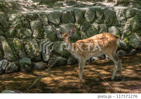 小川で涼む鹿　奈良公園 117371276