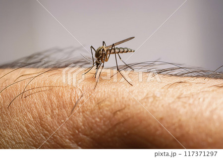 Mosquito. Bite. Close-up of a mosquito on the skin. Moment when the mosquito is biting the person's skin. Bite on the arm, legs and body. Transmitters of diseases such as lameness, West Nile virus. Mosquito. Bite. Close-up of a mosquito on the skin. Moment when the mosquito is biting the person's skin. Bite on the arm, legs and body. Transmitters of diseases such as lameness, West Nile virus. 117371297