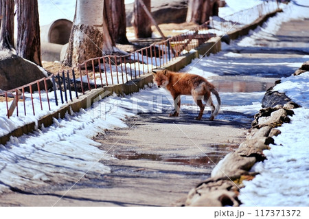 キタキツネ 117371372