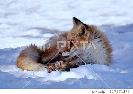 キタキツネ 117371375