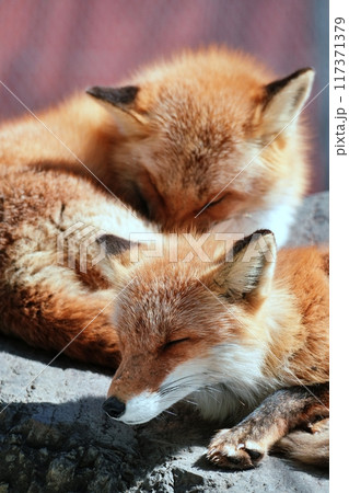 キタキツネ 117371379