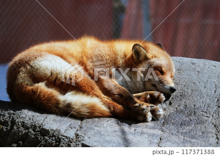 キタキツネ キタキツネ 117371388