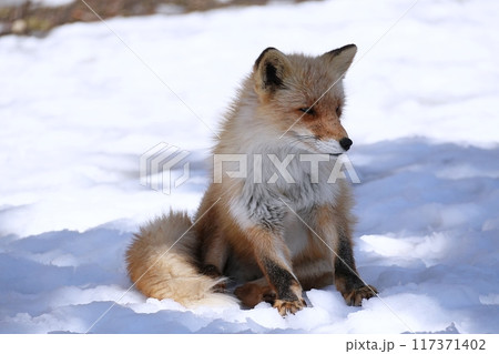 キタキツネ 117371402