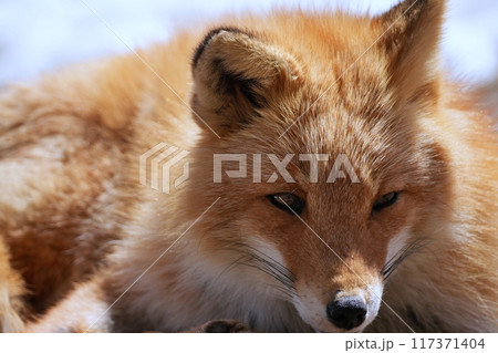 キタキツネ キタキツネ 117371404