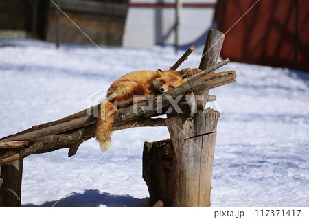 キタキツネ 117371417