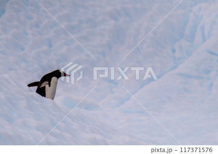 Gentoo on an Iceberg Gentoo on an Iceberg 117371576