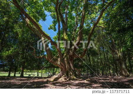 奈良公園の大木 飛火野園地 奈良公園の大木 飛火野園地 117371711