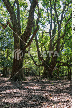奈良公園の大木　飛火野園地 117371714