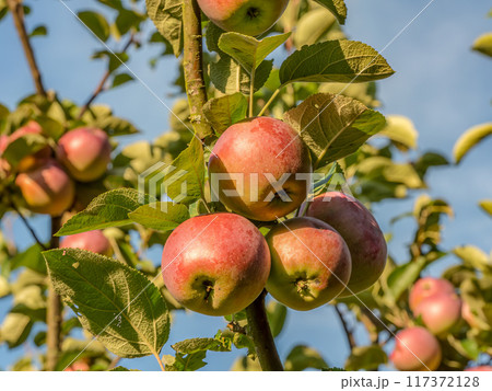 Ripe red apples ripening on the tree 117372128