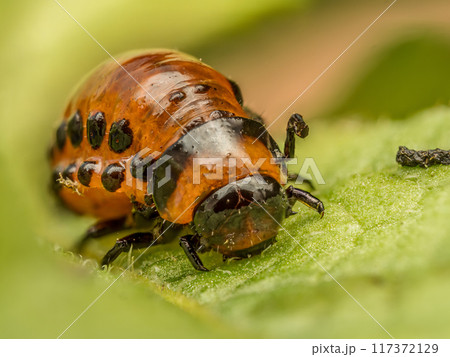 Colorado potato beetle larva on potato plant 117372129