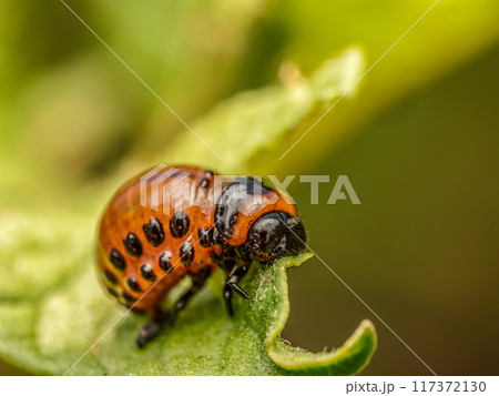 Colorado potato beetle larva on potato plant 117372130