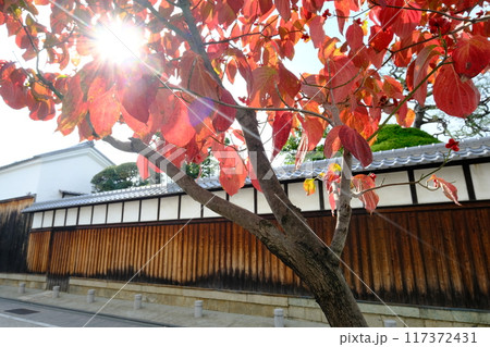 街路樹ハナミズキが紅葉する京都伏見 117372431