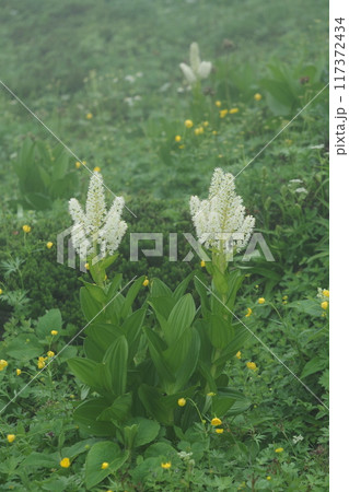乗鞍畳平に咲くコバイケイソウの花 117372434
