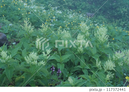 霧の中に咲くオンタデの黄白い花 霧の中に咲くオンタデの黄白い花 117372441