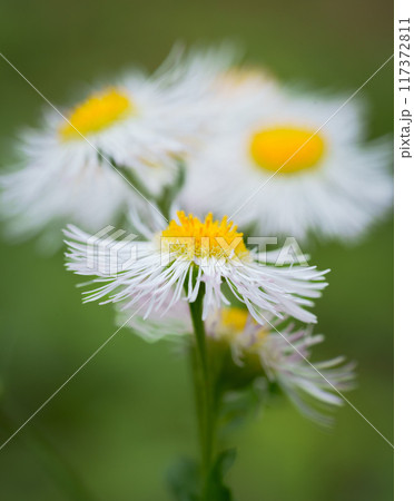 横から見たハルジオンのアップ 117372811