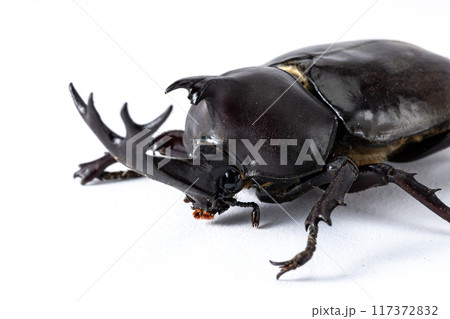 白背景のカブトムシ 117372832
