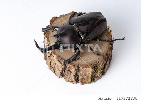 白背景のカブトムシ 白背景のカブトムシ 117372839