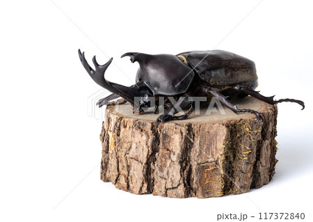 白背景のカブトムシ 117372840