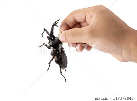 白背景のカブトムシ 117372843