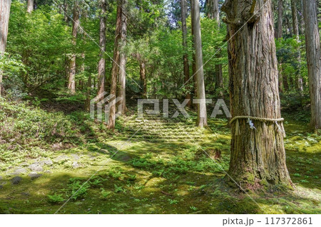静寂に包まれた苔むした参道の情景 117372861